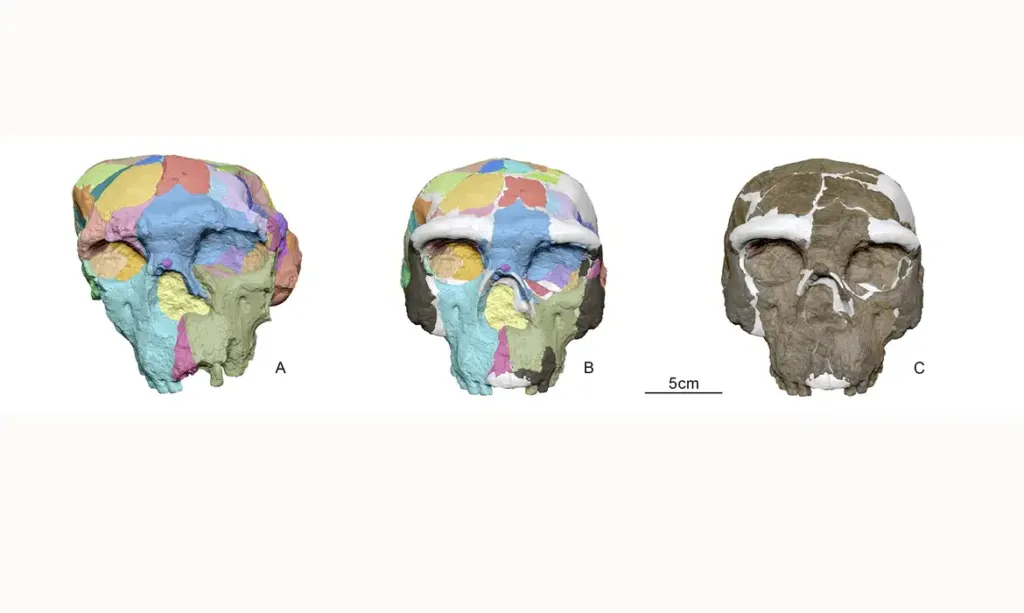 Crânio descoberto na China traz novas hipóteses sobre evolução humana