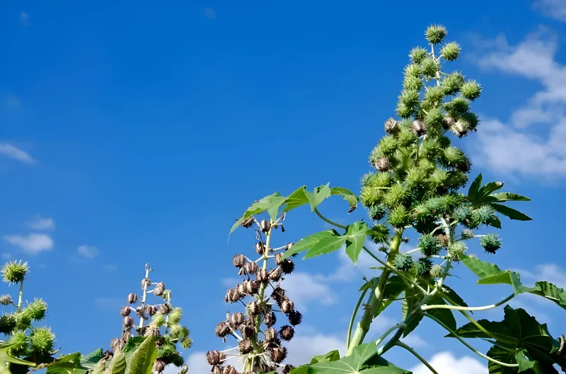 Bahia fortalece a cultura da mamona como alternativa para a agricultura no semiárido