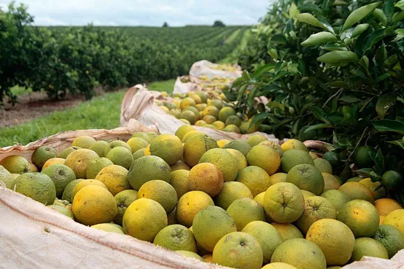 Festa da Laranja movimenta Rio Real e destaca produção agrícola baiana
