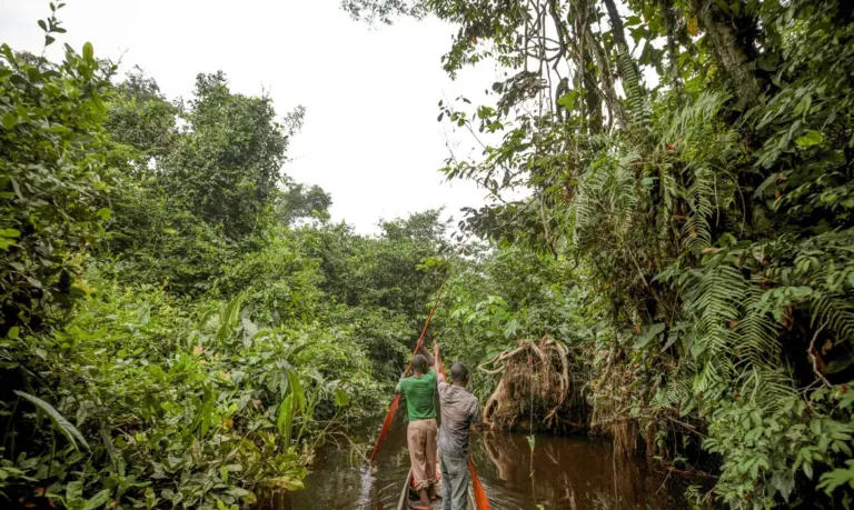 França lidera ação de US$ 2,5 bilhões para proteger floresta do Congo