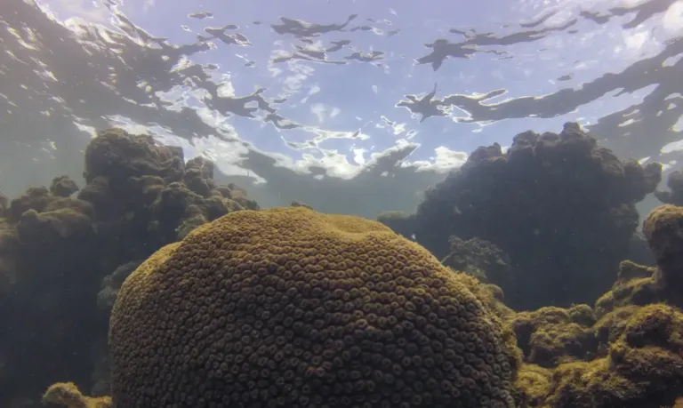 El Niño afeta ecossistema marinho no Oceano Atlântico, diz estudo