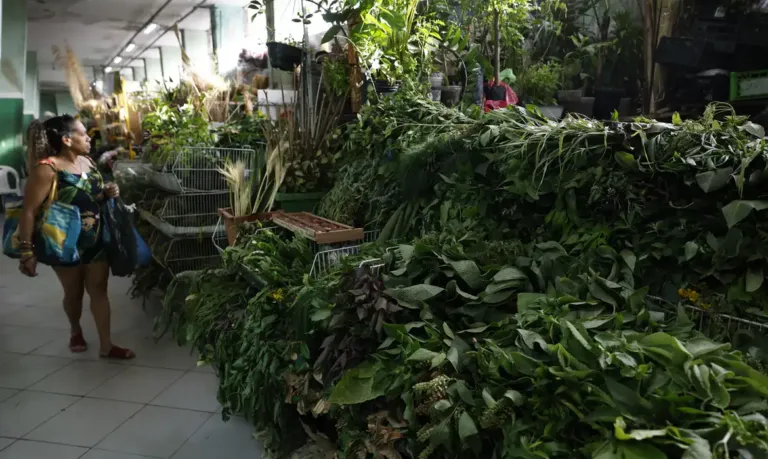 Erveiras se atualizam para atender a novas tradições de religiões afro