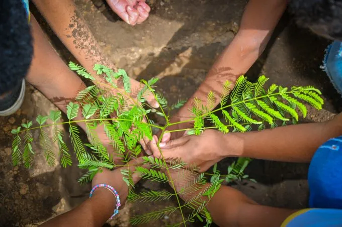 Consulta Pública sobre Plano Arborização Municipal vai até o próximo dia 19. População pode opinar de forma on-line