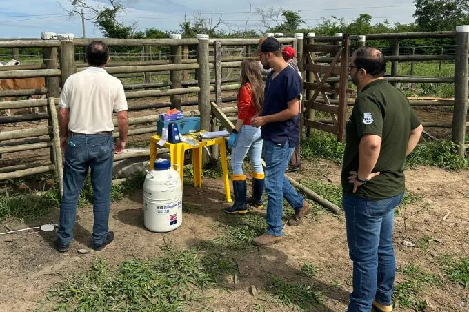 Equipe da SMDR visita campos do projeto Citrus do Futuro e acompanha trabalho de inseminação artificial
