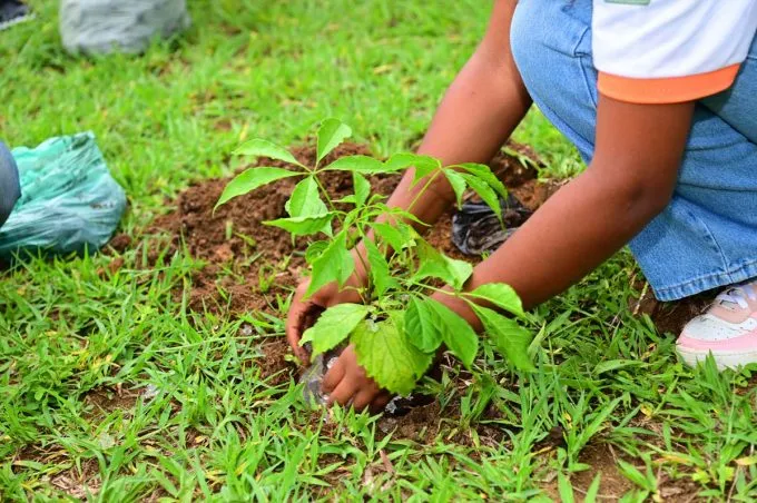 Escuta pública do Plano Municipal de Arborização Urbana é prorrogada até 11 de janeiro