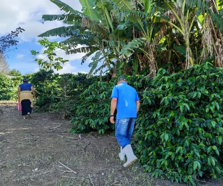 Governo do Estado impulsiona cadeia produtiva do café em Nova Canaã com equipamentos e infraestrutura