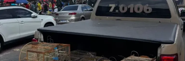 PM apreende aves silvestres em Simões Filho