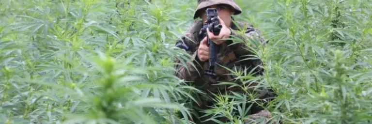 PM erradica 3 hectares de maconha em Cafarnaum