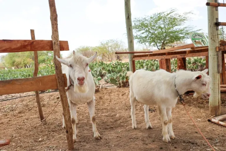 Seagri e Casa Nova firmam termo de cooperação para construção do Centro de Comercialização de Animais