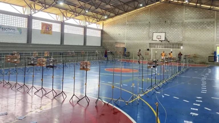 Inema e PM interrompem evento ilegal de canto de pássaros e resgatam mais de 100 aves silvestres no Extremo Sul