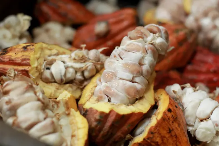 Milho, feijão e cacau vão impulsionar crescimento da produção agrícola baiana em 2026, aponta IBGE