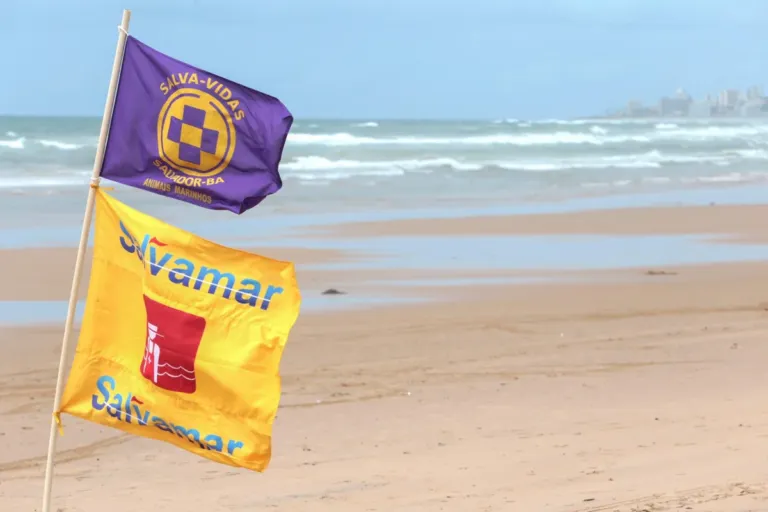 Bandeira Roxa: Salvamar alerta para presença de caravelas-portuguesas nas praias de Salvador