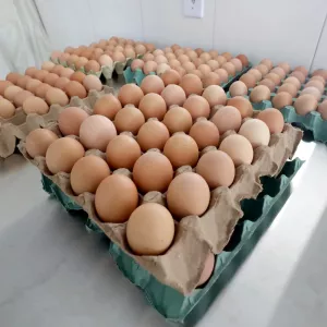 Bahia lidera avicultura no Nordeste com crescimento de 16,3% em ovos e 152 milhões de aves