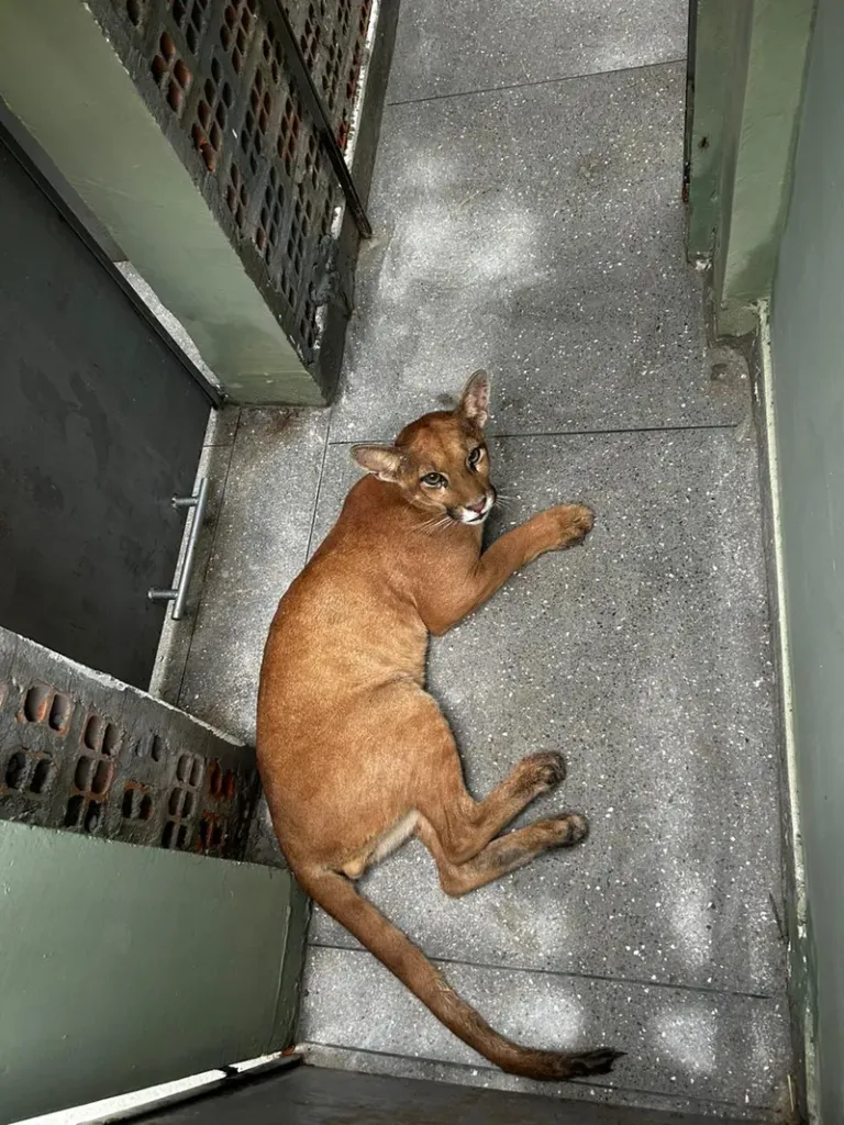 Onça-parda é resgatada em residência de Luís Eduardo Magalhães