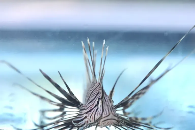 Governo da Bahia convoca população para registrar avistamentos de peixe-leão