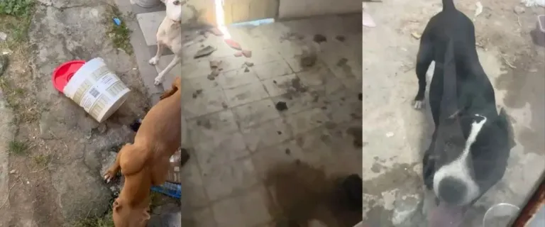 OAB Feira: Comissão de Proteção e Defesa Animal participa de 3ª fase de operação da Polícia Civil