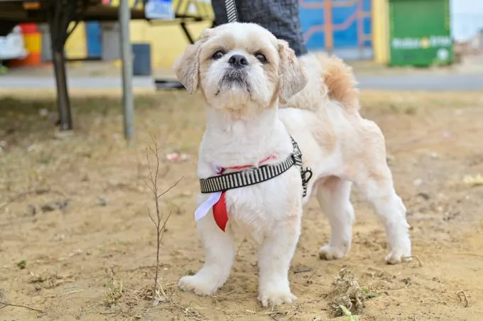 Serviços de castração e vacinação gratuitos atendem animais do bairro Kadija e Conjunto da Vitória