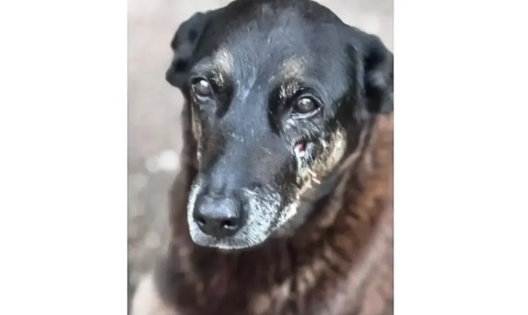 Soldado da PM depõe por ter matado cachorro comunitário em São Paulo