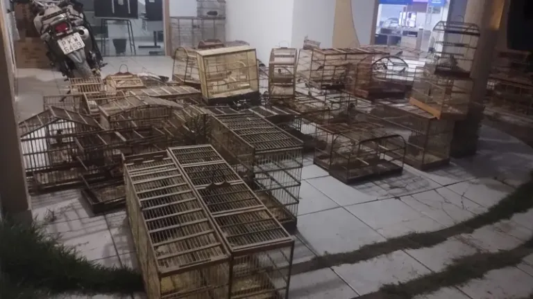 Cetas do Inema apoia operação que resgatou mais de 340 animais silvestres e reforça combate ao tráfico de fauna na Chapada…