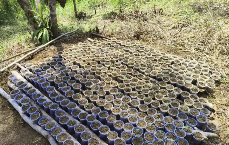 PM apreende plantação de maconha em Ilhéus