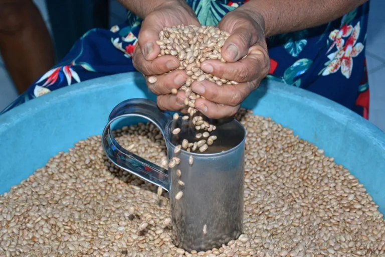 Prefeitura vai distribuir 216 toneladas de sementes para a safra de inverno