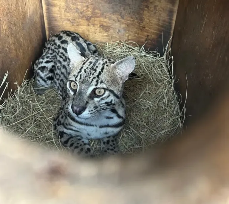 Jaguatirica resgatada com queimaduras é devolvida à natureza em Campo Formoso