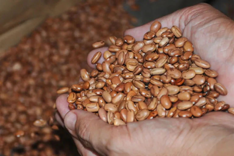 Sementes que serão distribuídas pela Prefeitura podem produzir mais de um milhão de toneladas