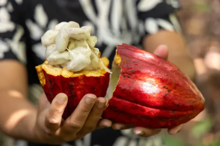 Importação de cacau da Costa do Marfim é suspensa após articulação liderada pela Bahia