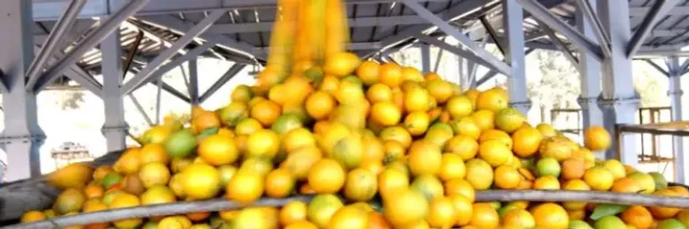 Governo da Bahia ganha protagonismo nacional com articulação para suspensão de importações de cacau da Costa do Marfim