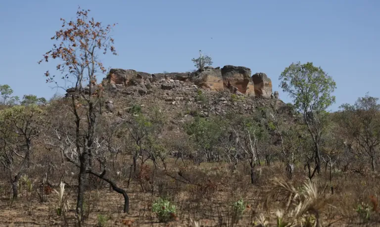 Pesquisa com IA identifica terras agrícolas abandonadas no Cerrado
