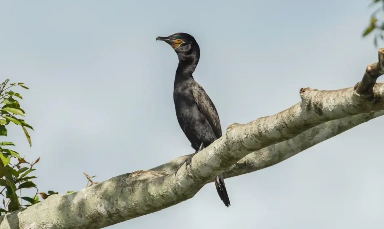 Atlas lançado na COP15 mostra rotas migratórias de aves vulneráveis