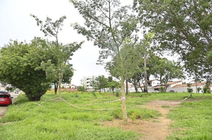 Colônia de abelhas em árvore na entrada do Bem Querer será retirada por equipes da Prefeitura