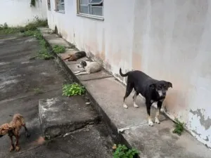 Animais abandonados e registros de zoonoses: Feira necessita de centro de acolhimento