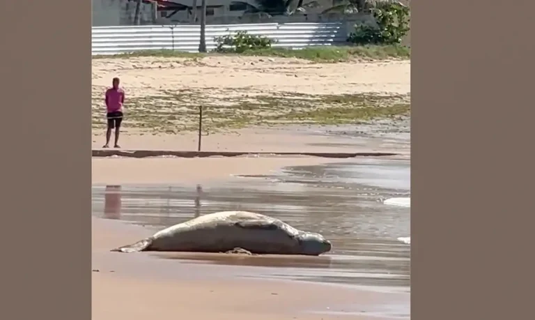 Após dias desaparecido, elefante-marinho é encontrado morto em Alagoas