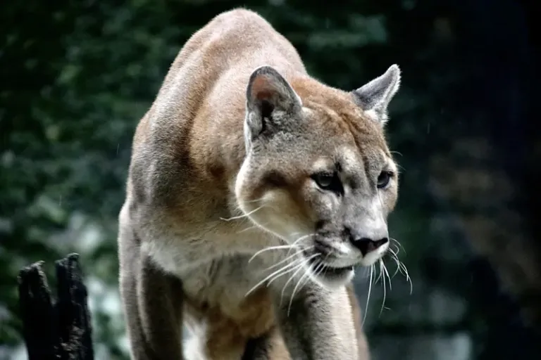 Da fiscalização à reabilitação: o trabalho do Inema pela vida selvagem