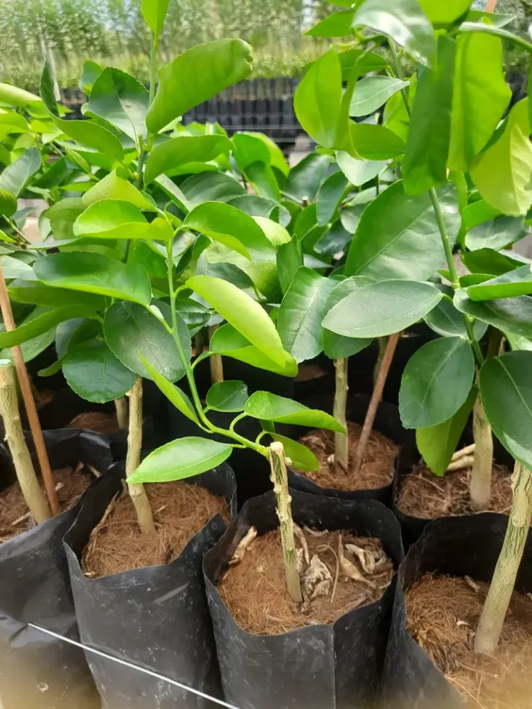 Caravana Fitossanitária dos Citros percorre municípios do Litoral Norte e Agreste baiano