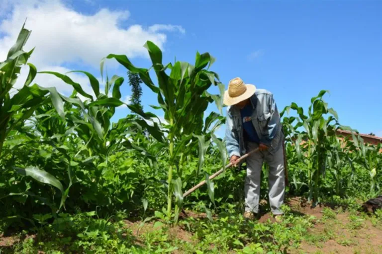 Garantia Safra mais que dobra número de beneficiários e passa a atender cerca de 1.300 agricultores em Feira