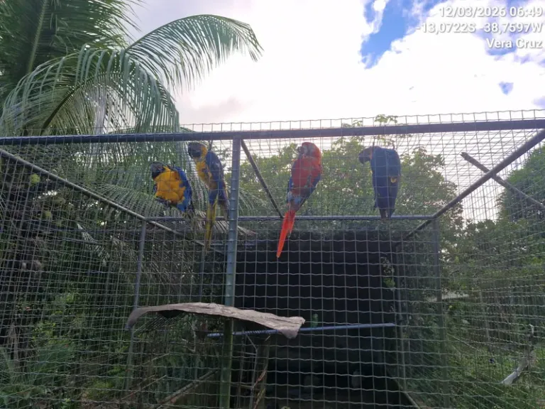 Operação da PF conta com apoio do Inema no resgate de animais silvestres