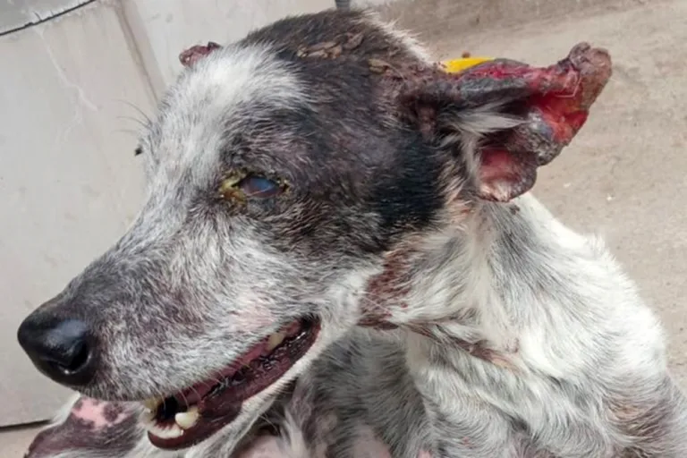 Centro de Controle de Endemias intensifica ações de vigilância e combate à leishmaniose