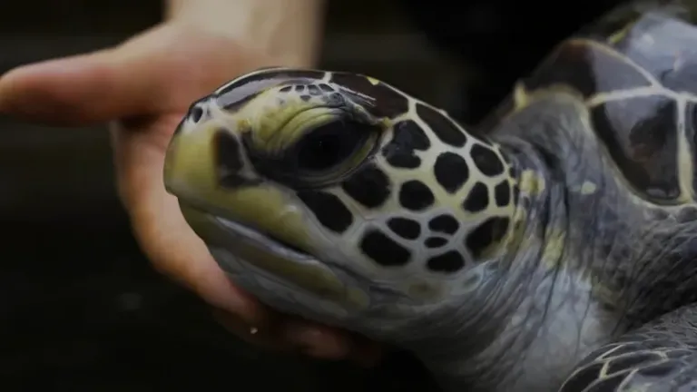 TVE exibe o documentário ‘Onde Estão As Tartarugas Marinhas?’