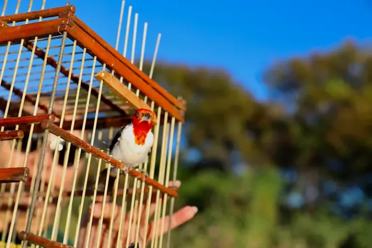 CETAS: do resgate à reabilitação, o caminho de volta à natureza