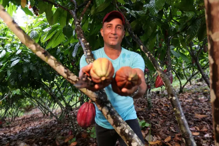 Dia do Cacau: Cacau+ impulsiona produção e fortalece a agricultura familiar na Bahia