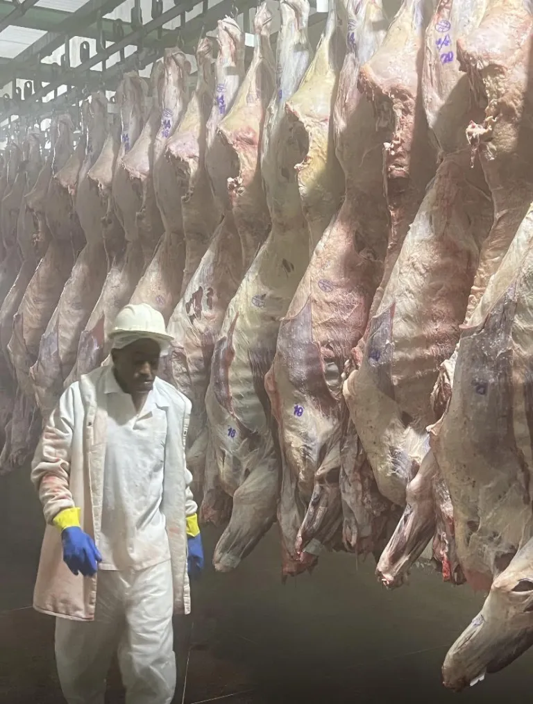 Arroba do boi sobe para R$350 e já tem comprador buscando carne fora do estado