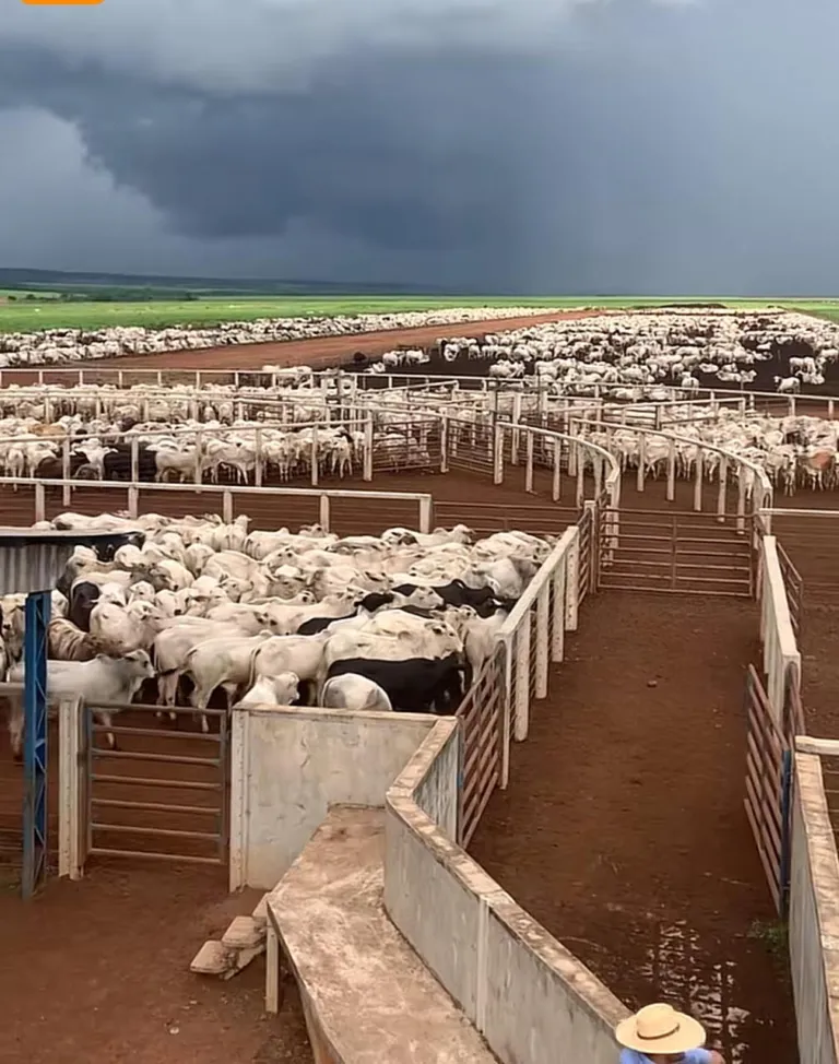 Cooperfeira: mercado sente falta de animais e arroba se mantém nos R$350
