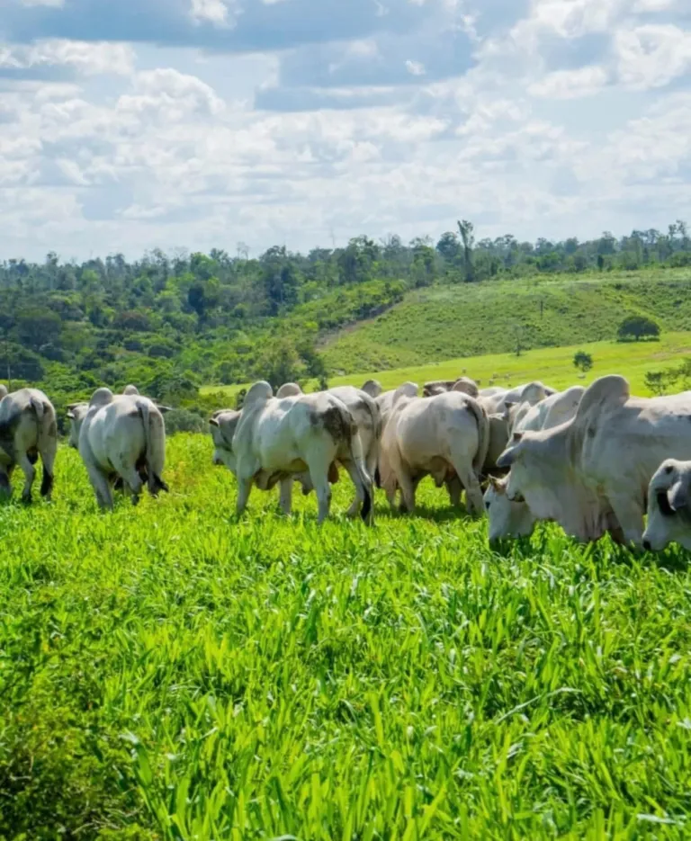 Arroba do boi tem leve redução, para R$ 340