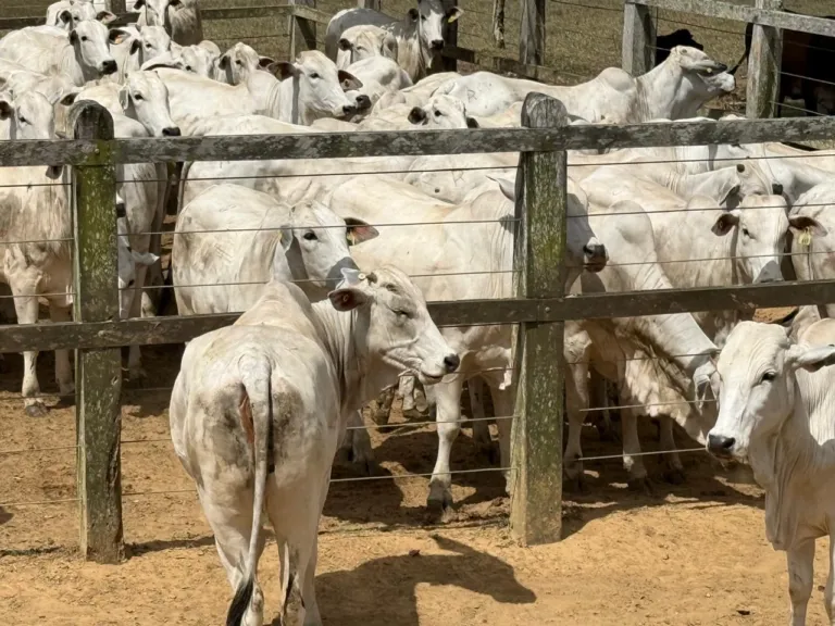 Arroba do boi se mantém em R$ 340 e mercado aponta estabilidade