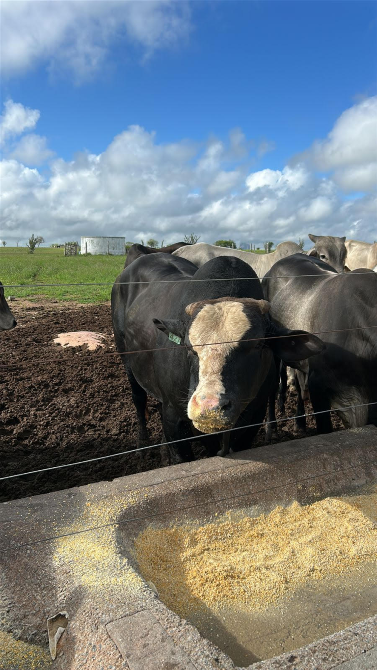 Cooperfeira: Redução de boi para abate faz preço da arroba chegar a R$345,00