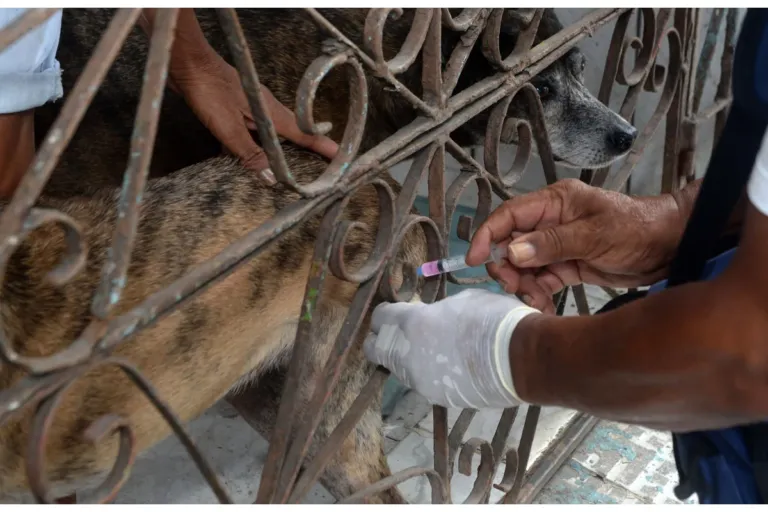 Vacinação antirrábica é realizada em quatro bairros limítrofes de Salvador; confira cronograma