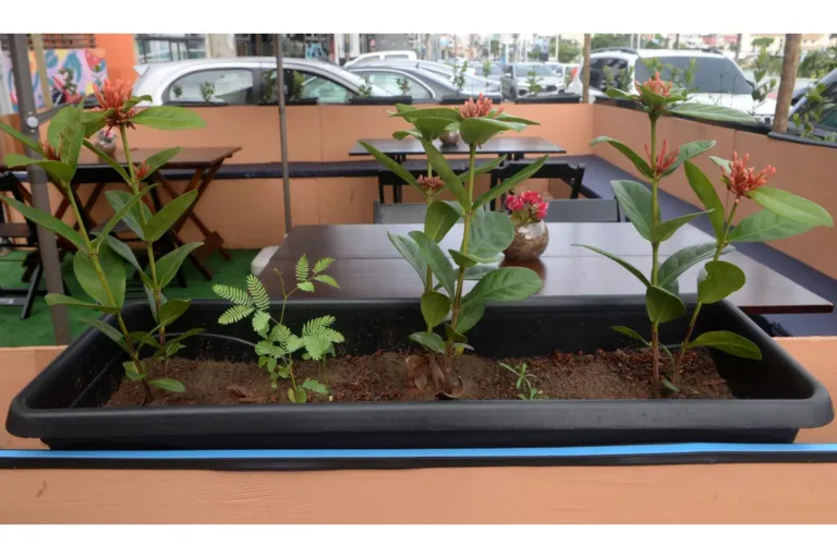 Salvador ganha novo parklet no Rio Vermelho e Prefeitura quer ampliar modelo na cidade