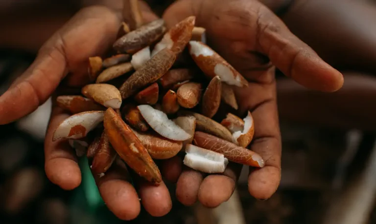Instituto oferece bolsas para estimular bioeconomia amazônica
